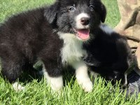 Mükemmel kalite beyaz maskeli border collie yavruları