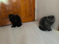 1 yaşında aşıları cipi tam hamile scottish fold dişi