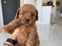 RED POODLE A KALİTE YAVRULAR