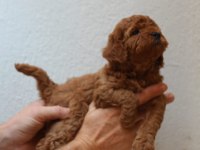 Toy poodle yavruları