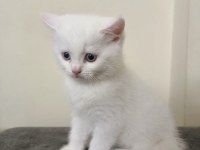 British Shorthair Beyaz