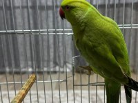 7 aylık erkek pakistan papağanı kafesi ve yemi herşeyle
