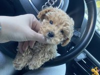 Maltipoo yavrularımız aşılı