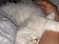 1 yaşında dişi güzeller güzeli kedimiz