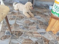 9 AYLIK ERKEK MİNYATÜR TOY POODLE