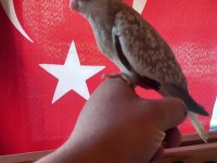 Sevimli Wifi Yavru Sultan Papağanı