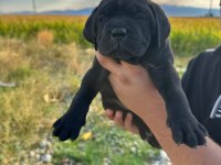 Tosun gibi yavru ve kaliteli köpeklerimiz için iletişime