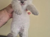 Safkan British Shorthair