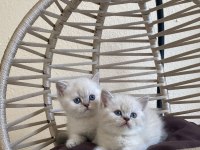 British Shorthair lynx point Show kalite