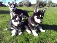 Ruhsatlı Resmi İşletmeden Taksit Avantajıyla Husky