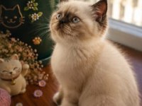 Safkan Exotic Shorthair bebekler