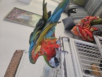 KAFESİYLE BİRLİKTE RUBYGOLD HİBRİT MACAW