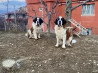 Saint bernard Sc yavrularımız