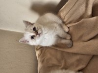 British shorthair dişi