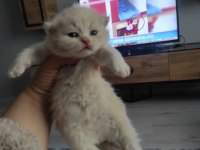 Bayram şekeri kedimiz