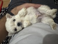 Sıfır burun sıfır bacak 3 nokta köpeğimiz