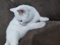 6 aylık erkek british shorthair kedimiz