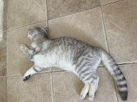 5 Aylık Dişi Scottish Fold