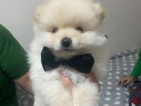 Yakışıklı Erkek Pomeranian