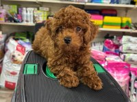 Toy Poodle Yavrularımız