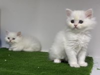 British Longhair Lekesiz Beyaz