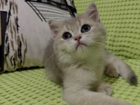 BRİTİSH SHORTHAİR NY11 GOLDEN YAVRU