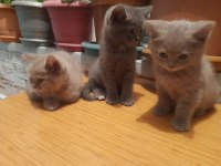 Eskişehir 3 Aylık 5 Tane British Shorthair Yavru