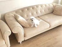 6 aylık dişi maltese terier