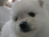 Tea cup pomeranian son yavru