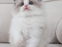 Full şecereli ragdoll yavruları