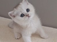 British Shorthair Silver Dişi