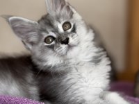Kalitenin Adı Big Claw Maine Coon