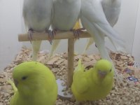 Yavru muhabbet kuşlarımız