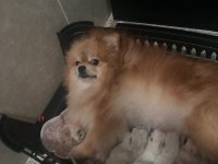 Show Kalite Ayı Suratlı Pomeranian Boo Yavrular