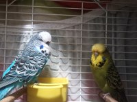 Show Jumbo ve Jumbo Yavru Muhabbet Kuşu