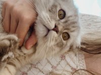 10 aylık erkek scottish fold