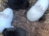 Safkan Cüce Tavşan