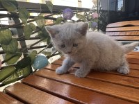0-2 aylık scottish fold yavrular