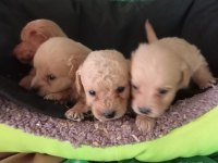 IRK VE SAĞLIK GARANTİ MALTİPOO YAVRULARIMIZ