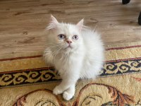 Chinchilla yavrularımız yeni yuvalarını arıyor
