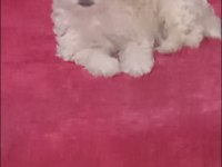 Yeni terrier yavrularımız sahiplerini bekliyolar
