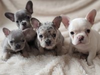 EN GÜZEL AİLELERE AŞILI PED EĞİTİMLİ EXOTİC FRENCH BULLDOG
