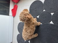 2 AYLIK DİŞİ POODLE YAVRUMUZ