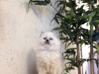 DİŞİ BRITISH LONGHAIR BLUE POİNT YAVRULARIM 