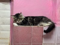 2 yaş erkek maine coon