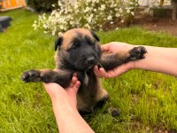 Dişi Ve Erkek Belçika Kurdu Yavruları