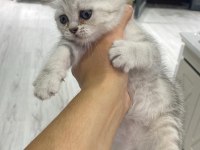 British shorthair kızımız sahiplendirilecektir