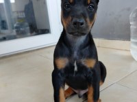 Birbirinden güzel doberman köpekler