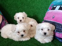 Maltese Terrier Köpeklerimiz