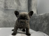 Kaliteli FRENCH BULLDOG yavrular